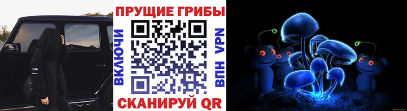 купить   Александровск-Сахалинский  Галлюциногенные грибы Psilocybine cubensis 